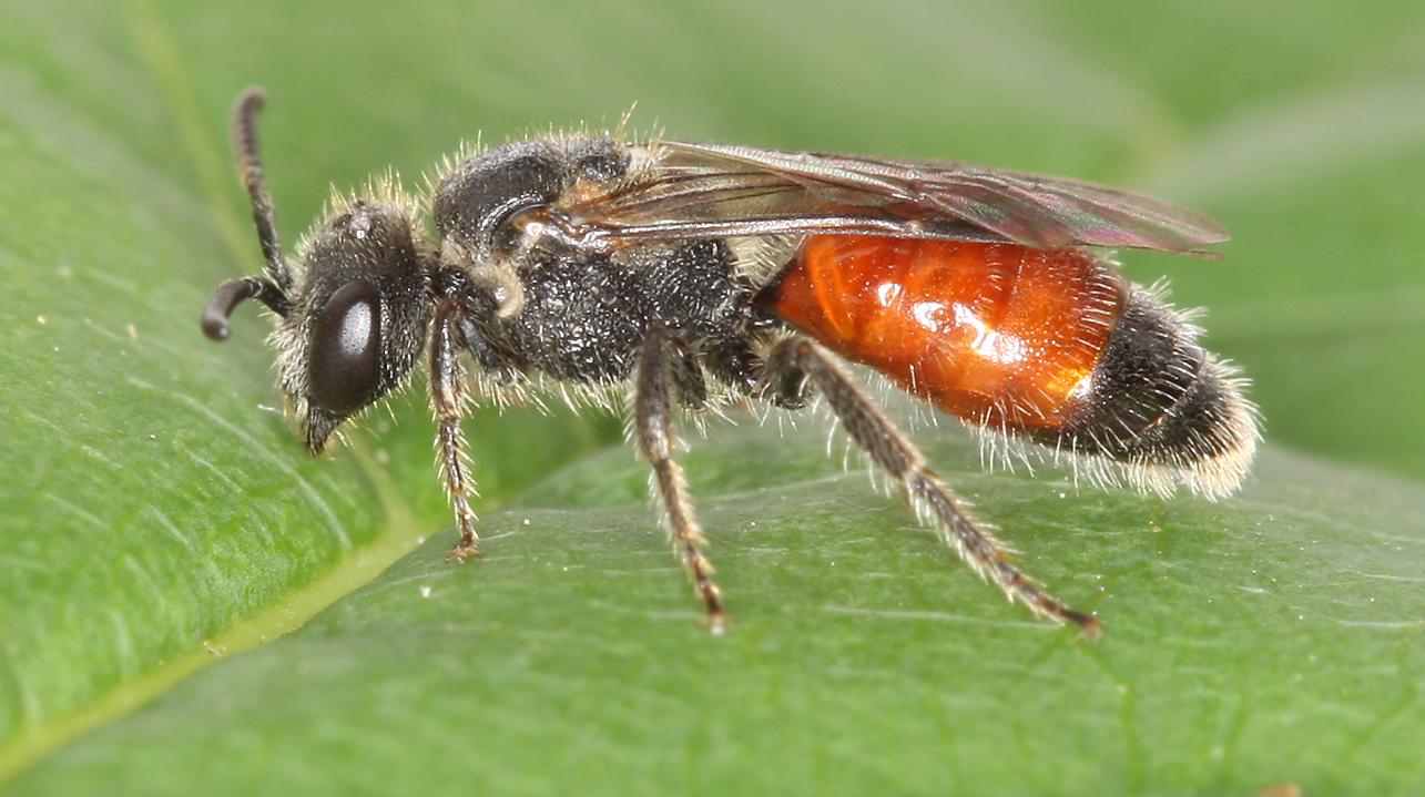 Sphecodes puncticeps BWARS